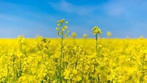 Вітаємо із Днем Конституції України!