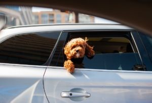 Тонирование стекол автомобиля. Стоит ли это делать?