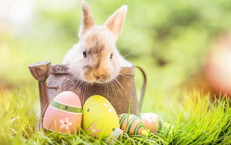rabbits_easter_eggs_grass_525824_3840x2400